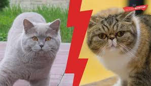 The thick, plush coat softens the lines of the cat and accentuates the roundness in appearance. British Shorthair Or Exotic Shorthair My British Shorthair