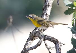 These colours make a bird harder to be seen: Central Valley Birds Central Valley Bird Club California Bird Conservation