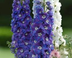 Delphinium Guardian Blue Candle Larkspur