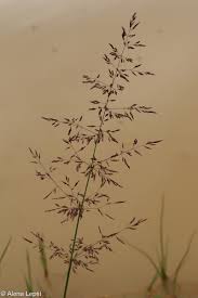 Image result for Agrostis epigejos