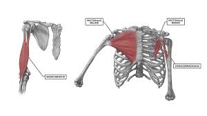 Sechrest, md narrates an animated tutorial shoulder muscles anatomy actions diagram ehealthstar. Crossfit Shoulder Muscles Part 1 Anterior Musculature