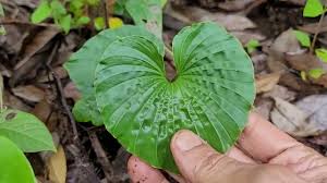 Image result for Nervilia