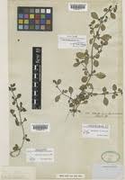 Image result for Alternanthera caracasana