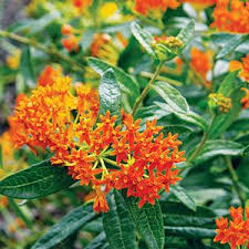 The Best Flowers To Get Bees Butterflies Other Pollinators Pollinating Butterfly Plants Plants Amazing Flowers