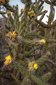 In the jungles of southern mexico, one can encounter various types of lizards, monkeys and colourful birds, such as parrots. Cane Cholla Cactus In New Mexico Photograph By Raisa Nastukova