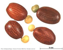 Image result for Maerua becquetii