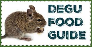 Degu Food A Healthy Diet Degu Pet Rodents Degus