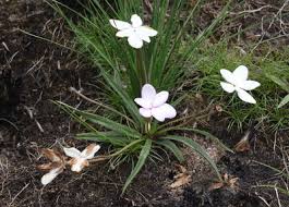 Image result for Hypoxis kilimanjarica