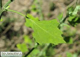 Image result for Chenopodium opulifolium