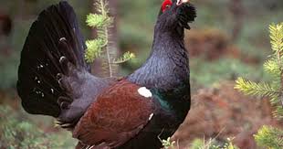 Cu ajutorul lor, cei mici vor reusi sa invete mai usor animalele si sa le diferentieze intre ele. Pin Auf Romanian Mountains
