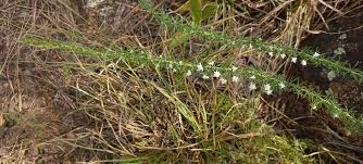 Image result for Selago lacunosa