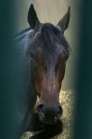 Pin By Tanya Symons On Horses Horses Pictures Animals