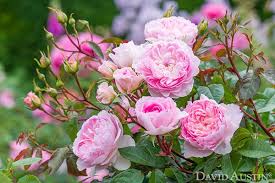 Renowned for their beautiful, often many petalled, repeat flowering blooms and enticing, rich fragrances there are now over 200 rose varieties bred by david austin, each one. From David Austin Roses Literary Collection Blooms With Two New Celebrated Classics For 2020 Florists Review