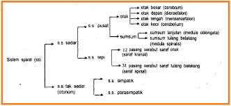 Sel saraf sensorik merupakan sel saraf yang memiliki peran untuk menyampaikan impuls atau rangsangan dari reseptor sebagai penerima rangsangan ke bagian sel saraf penghubung. Biologi Gonzaga Tugas Makalah Koordinasi
