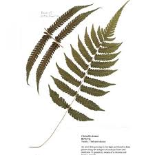 Image result for Christella dentata