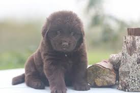 The newfoundland is water dog, frequently used for retrieval of items and even people. Newfoundland Dog Puppy Brown