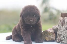 Newfoundland dogs & puppies in uk. Newfoundland Dog Puppy