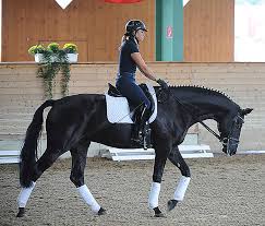 Matthias bouten with coach wolfram wittig. Top Tip On Training Young Horses With Dorothee Schneider The Horse Magazine