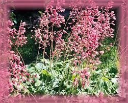 Coral Bells Flower Essence Nature S Remedies Etsy Flower Essences Coral Bells Flower Remedy