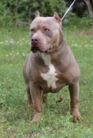 Xl pitbull puppies for sale. Xl Xxl Pitbull Puppies For Sale American Bully Puppies