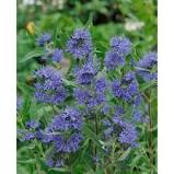 Extremely showy, the flowers open from the base upward and sway above the bushy foliage mound of dark green, glossy linear leaves. 6 95