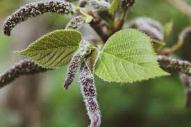 Image result for Broussonetia