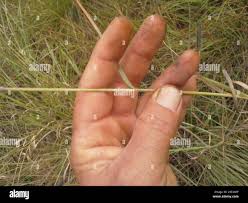 Image result for Ctenium concinnum