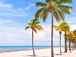 Maybe you would like to learn more about one of these? Palm Trees Panama City Beach Fl Lisenby Palms Inc