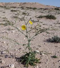 Image result for Launaea