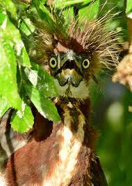 5 out of 5 stars. The Crazy Baby Birds At Gatorland Dina S Wildlife Adventures