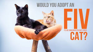 This puts the cat in more of a natural position like he is sitting down with his paws over your arm. Petition Fiv Cats Deserve To Live Change Org