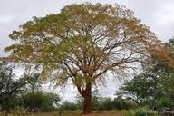 Image result for Kirkiaceae
