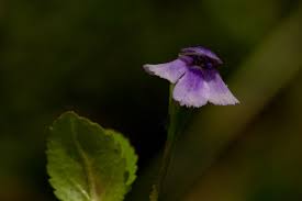 Image result for Vandellia