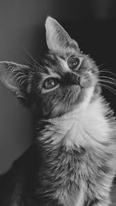 Cat Wallpaper Tumblr Cats Beautiful Cats Cute Cats