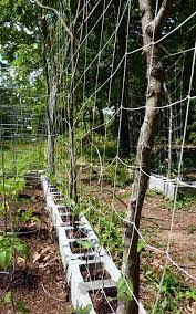 53 Tomato Trellis Designs Completely Free Epic Gardening Diy Garden Trellis Garden Trellis Tomato Trellis