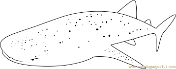 Coloring page whale shark 00 @ @ hammerhead shark great white shark. Whale Shark Belize Coloring Page For Kids Free Whale Printable Coloring Pages Online For Kids Coloringpages101 Com Coloring Pages For Kids