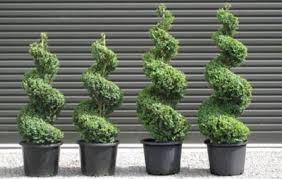 Image result for spiral cut juniper trees