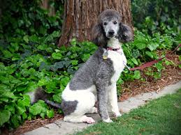 The secondary coat color may fall anywhere on the poodle. Sadie May Akc Black White Parti Poodle Standard Poodle Beloved Dog