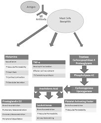 Evaluation And Management Of Anaphylaxis In The Emergency