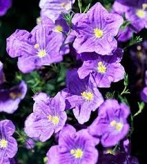 Some of the images may not show, but we have a link to the image and plant information. Nierembergia Plants Annual Flowers Trees To Plant