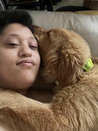 made a post yesterday about bringing home Max, well he's finally home today  and living his best life : r/goldenretrievers