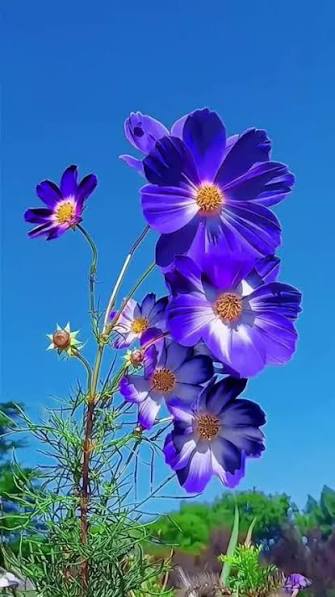Flower :- Cosmos. DOP. 06.10.2020.