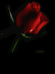 Flower images flower wallpaper spring images hd images nature. Rose Flower Gif Wallpaper