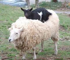 Sheep Vs Goats Know The Difference Goats Funny Animals Animals Friends