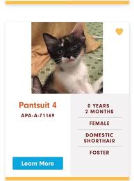 Including black, white, cool & funny names for female cats. Cat Names