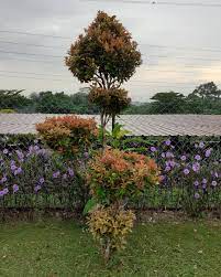 Pokok utama dari jenis berbatang lurus, berakar tunjang dan rendang. Pokok Kelat Paya Nama Saintifik Kulim Nursery Sdn Bhd Facebook