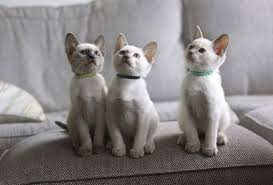 Over 4,218 siamese kitten pictures to choose from, with no signup needed. Breeder Of Gccf Registered Old Style Siamese Kittens Based In Epsom Surrey Uk Ankisiamese