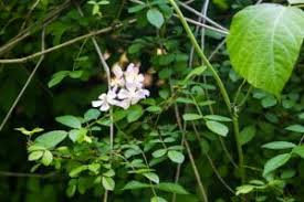 Image result for Rosa sp.