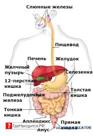 Https Xn 80afdbdu6aj3aj3a9j Xn P1ai Anatomija Gde Nahoditsja Pechen Html