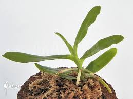 Image result for Cyrtorchis arcuata